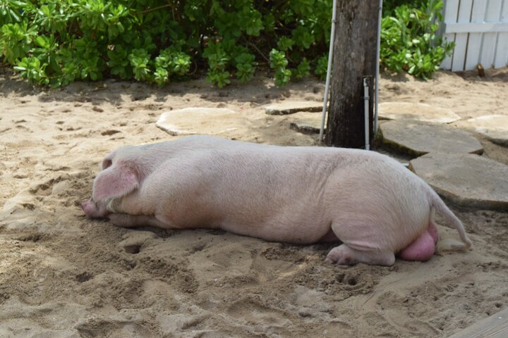 Swimming with Pigs in Nassau, Transportation Included