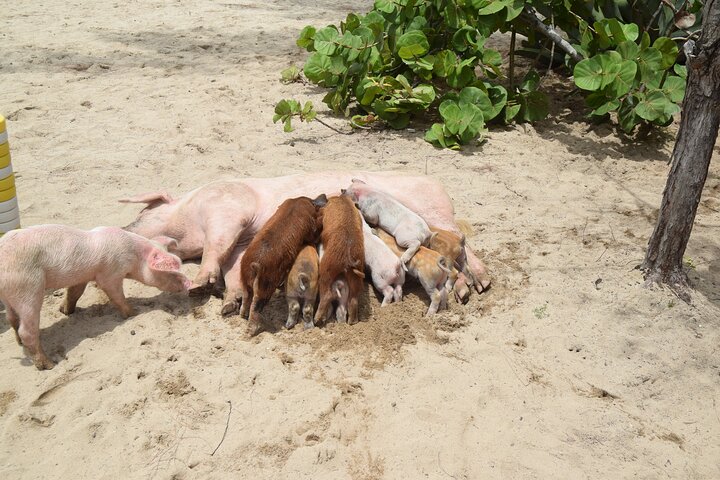 Swimming with Pigs in Nassau, Transportation Included