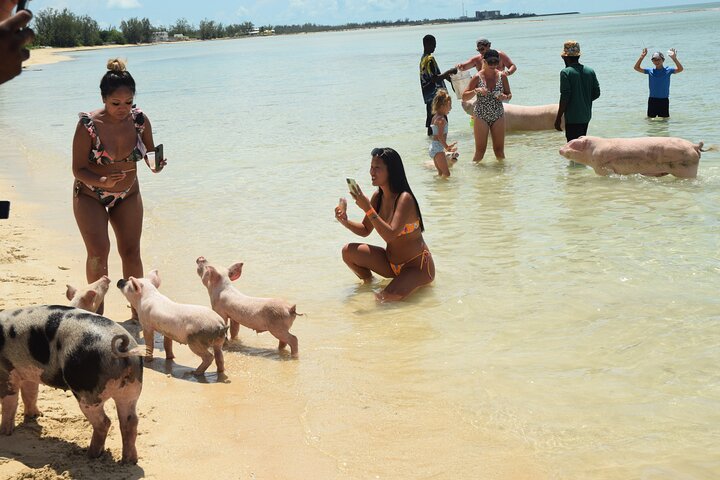 Swimming with Pigs in Nassau, Transportation Included