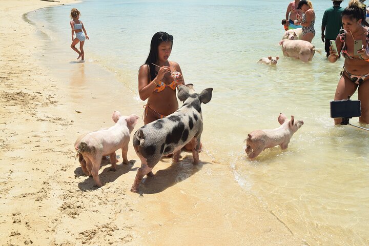 Swimming with Pigs in Nassau, Transportation Included