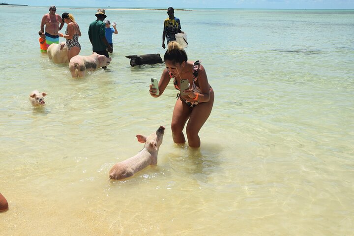 Swimming with Pigs in Nassau, Transportation Included