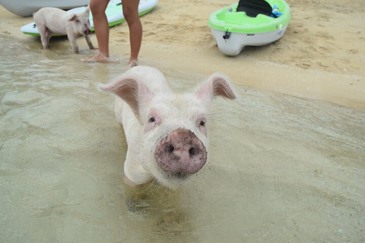 Swimming with Pigs in Nassau, Transportation Included