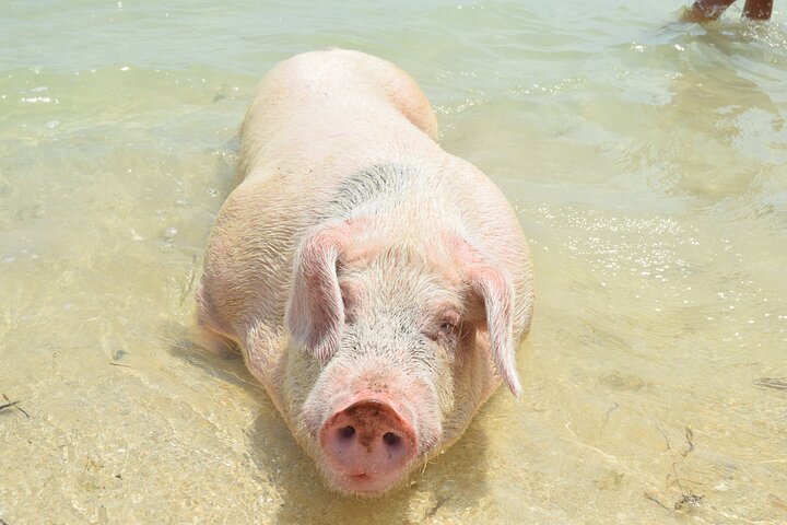 Swimming with Pigs in Nassau, Transportation Included