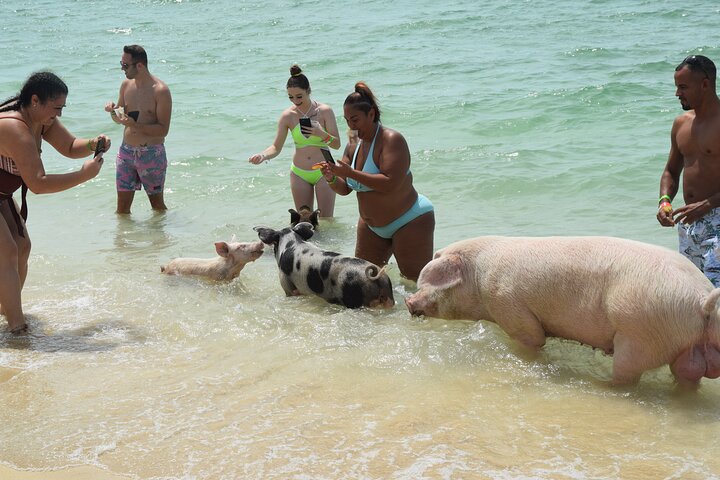 Swimming with Pigs in Nassau, Transportation Included