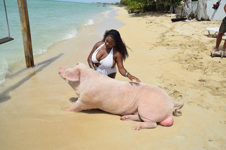 Swimming with Pigs in Nassau, Transportation Included