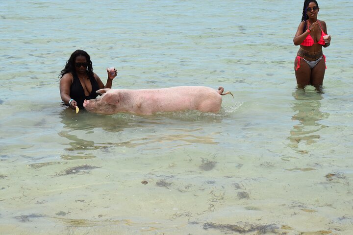 Swimming with Pigs in Nassau, Transportation Included
