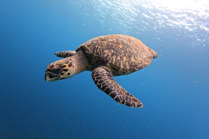 Unforgettable Sea Turtle Swim & Grote Knip Beach Escape