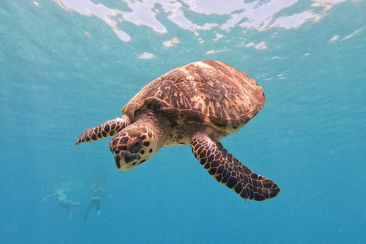 Unforgettable Sea Turtle Swim & Grote Knip Beach Escape