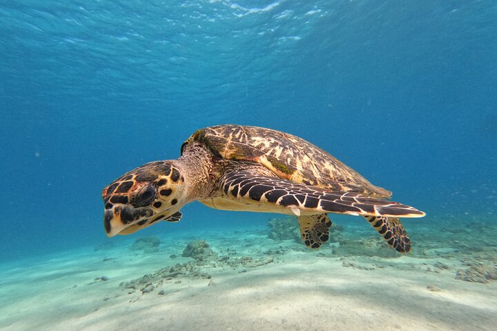 Unforgettable Sea Turtle Swim & Grote Knip Beach Escape