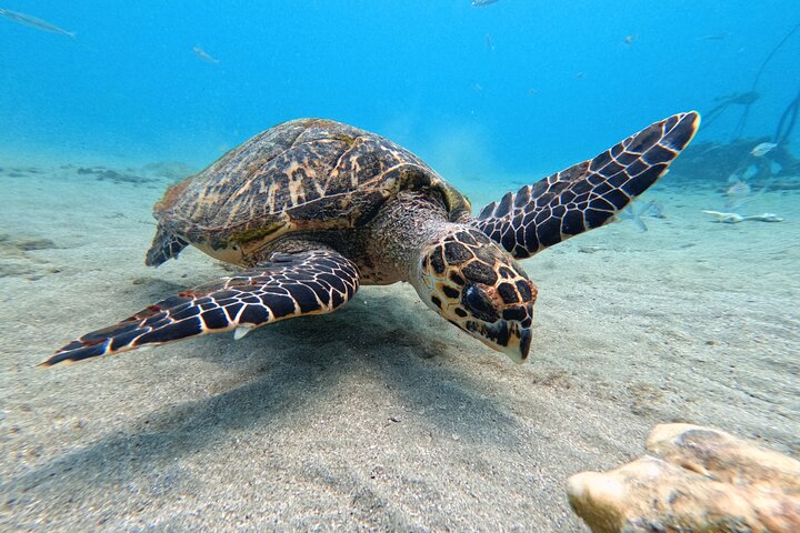 Unforgettable Sea Turtle Swim & Grote Knip Beach Escape