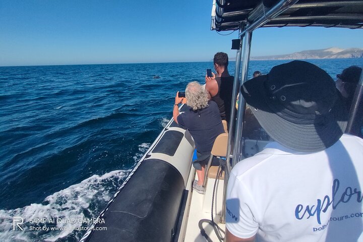 Sesimbra: Arrábida Dolphin and Whale Watching tour with biologist