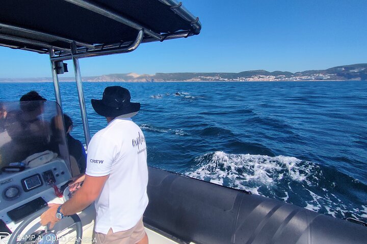 Sesimbra: Arrábida Dolphin and Whale Watching tour with biologist