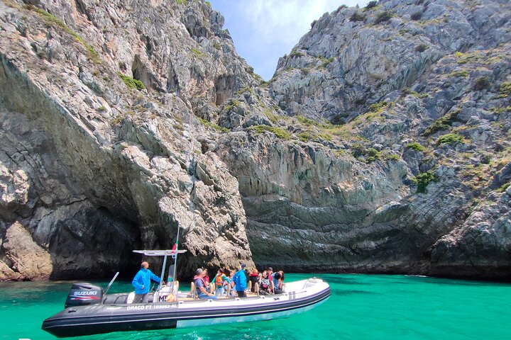 Sesimbra: Arrábida Dolphin and Whale Watching tour with biologist