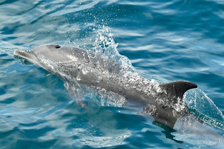 Dolphin Watching with Costa Rican Companies