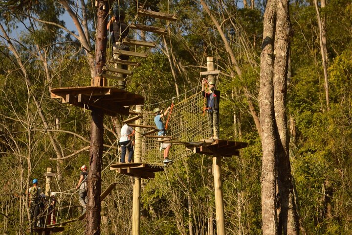 Tree climbing among the araucarias