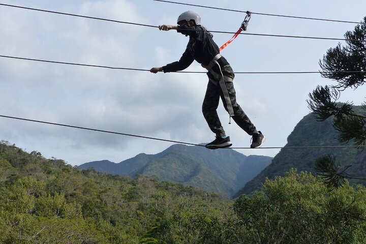 Tree climbing among the araucarias