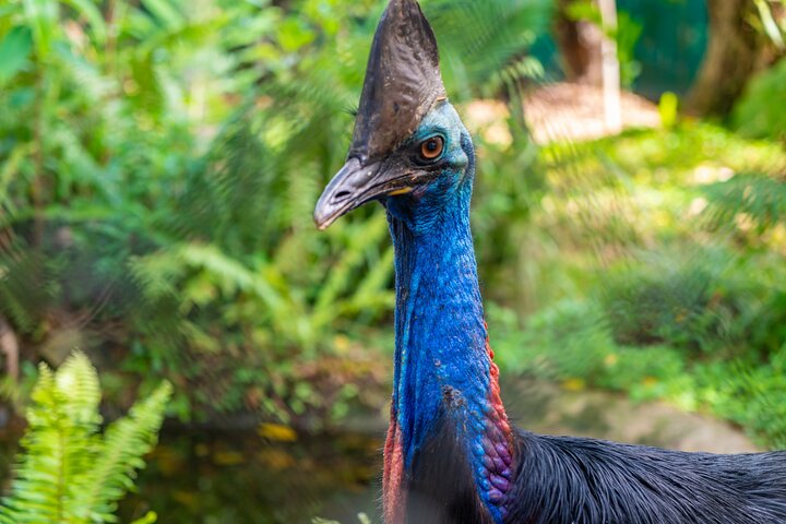 Half-Day Daintree Rainforest Tour