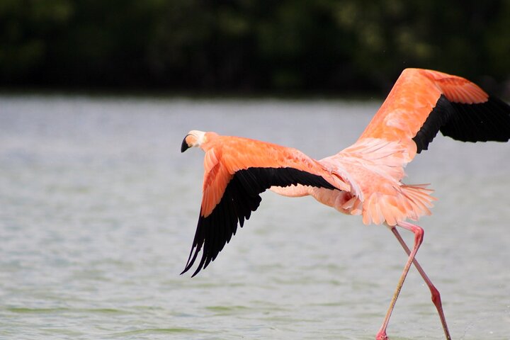 De Valladolid:Rio lagartos+Coloradas+Ek Balam+Cenote(Transporte)
