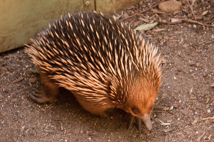 Puffing Billy And Healesville Sanctuary Scenic Tour