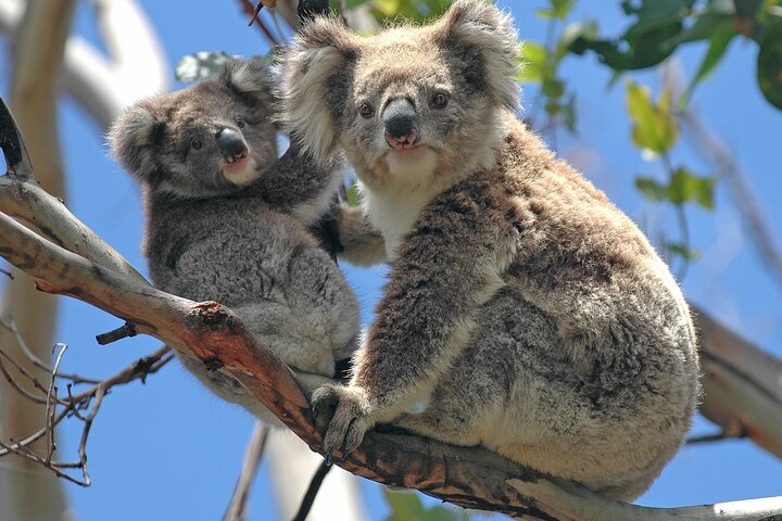 Puffing Billy And Healesville Sanctuary Scenic Tour