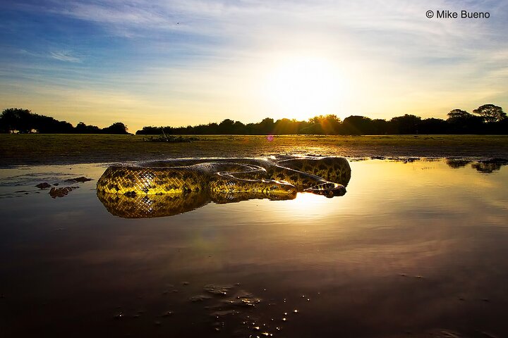 8 Days Jaguars and Pantanal Safari tour