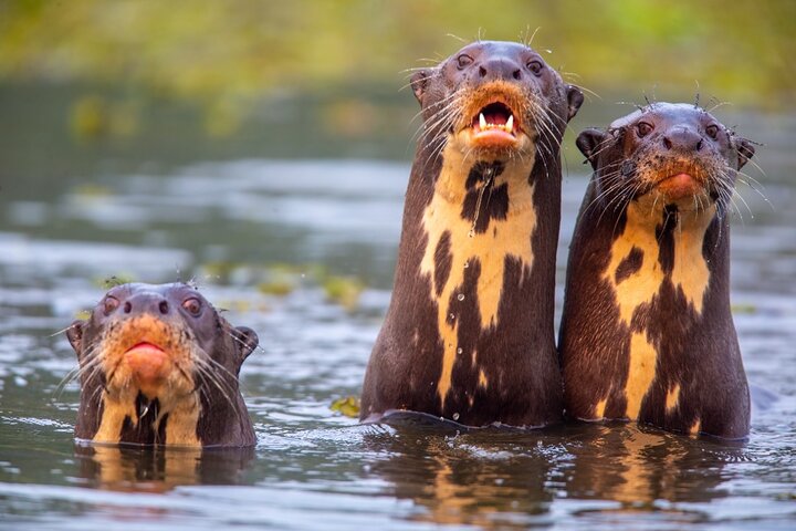 8 Days Jaguars and Pantanal Safari tour