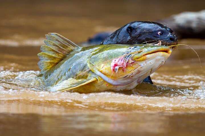 8 Days Jaguars and Pantanal Safari tour