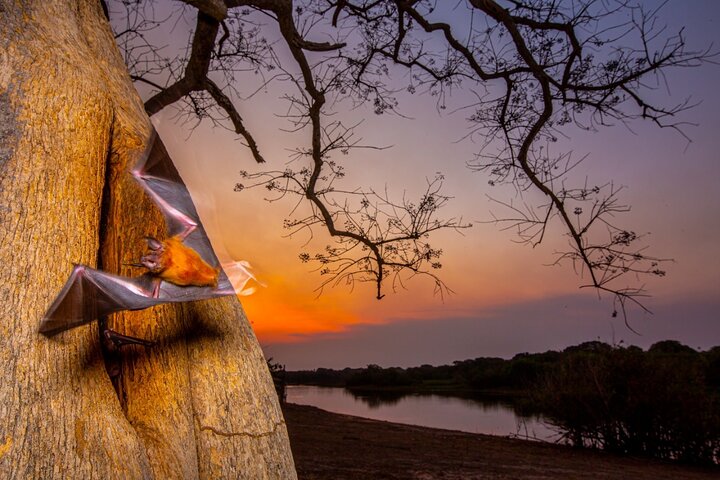 8 Days Jaguars and Pantanal Safari tour