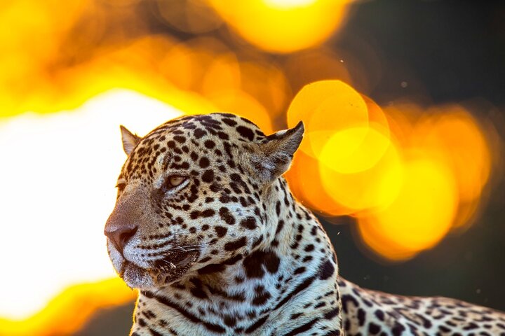 8 Days Jaguars and Pantanal Safari tour