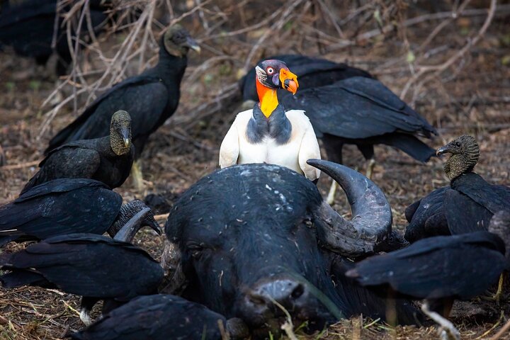 8 Days Jaguars and Pantanal Safari tour