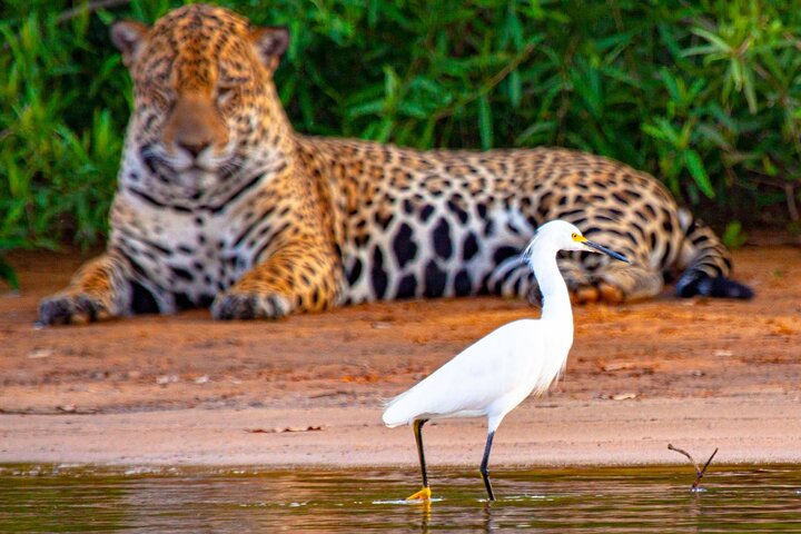 8 Days Jaguars and Pantanal Safari tour