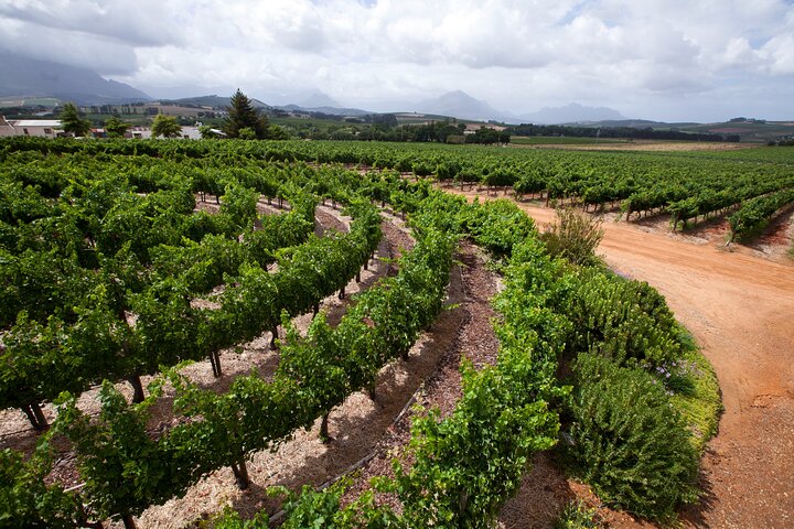 Wine Tour: Paarl, Franschhoek & Stellenbosch incl 3 wineries