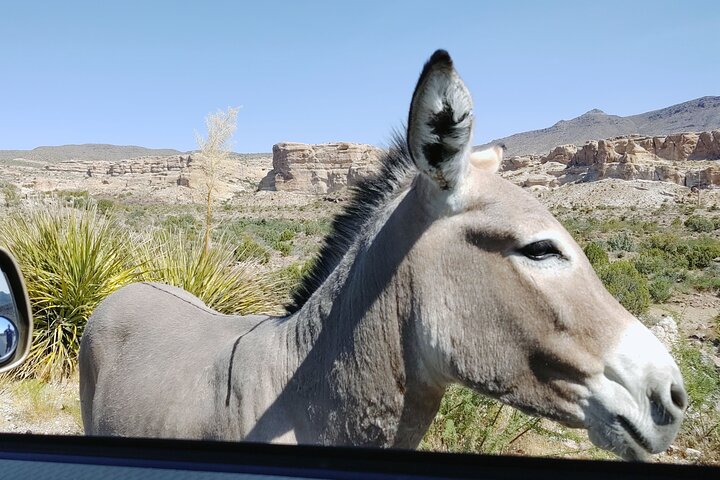 Oatman Mining Camp & Burros: Historic Route 66 Tour from Laughlin