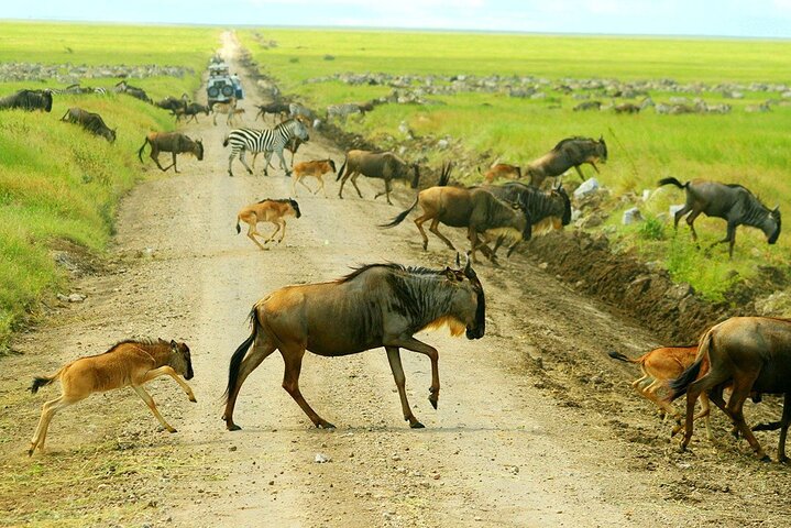 3-Day Ngorongoro Crater Manyara and Tarangire Safari from Arusha
