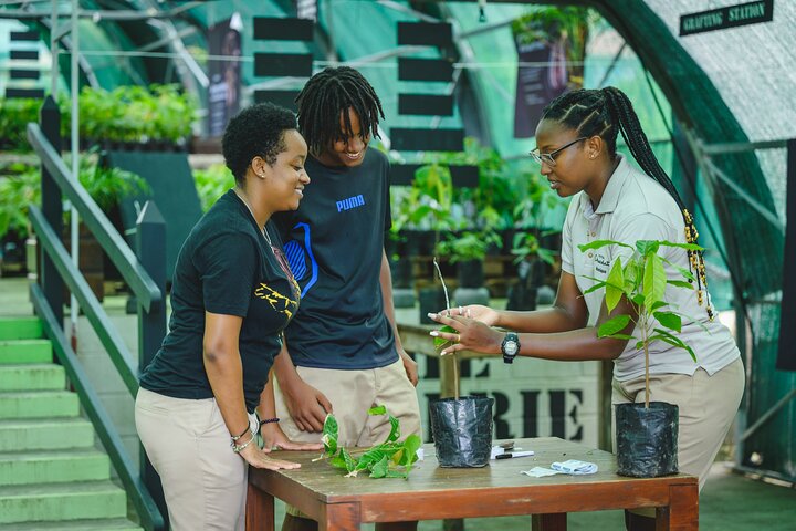 Project Chocolat Tree to Bar Tour at Hotel Chocolat Saint Lucia