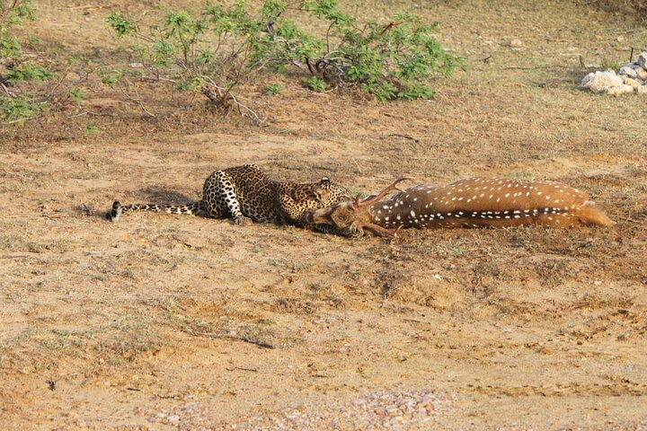 Full Day Safari ( The Best for Leopards & Elephants and more..)
