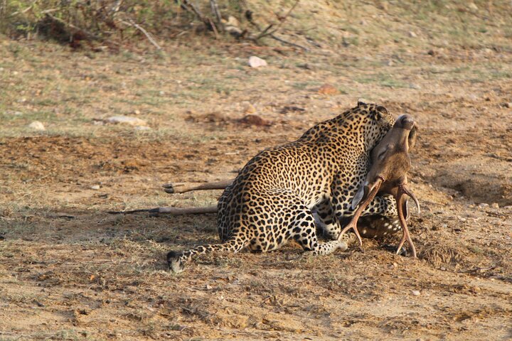Full Day Safari ( The Best for Leopards & Elephants and more..)