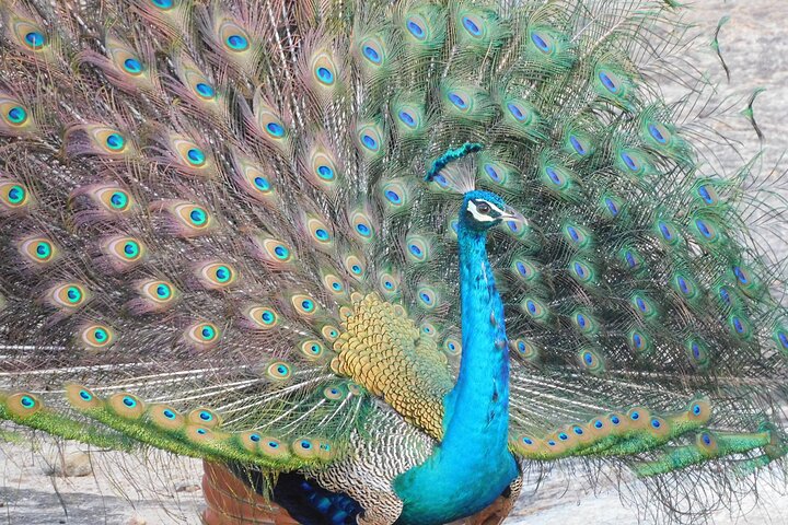 Yala National Park Safari Tours - Half Day & Full Day