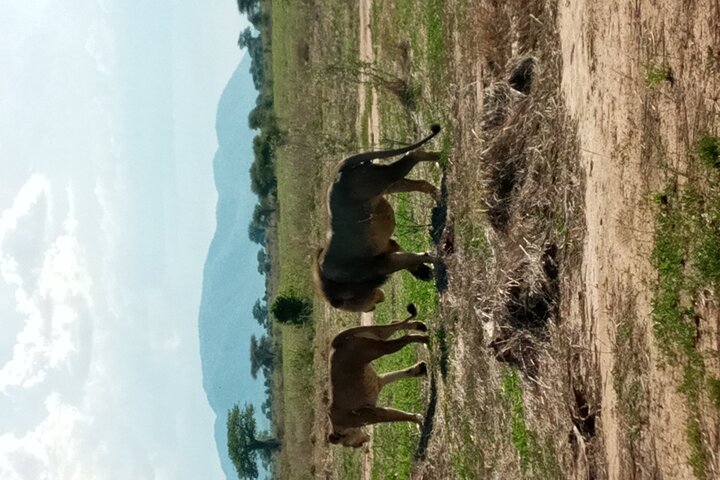 Kilimahewa safari full and real wild