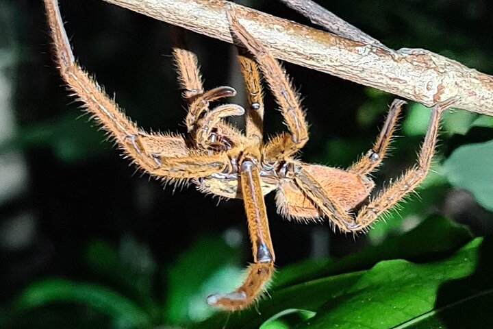 Daintree Rainforest Night Walk in Cape Tribulation