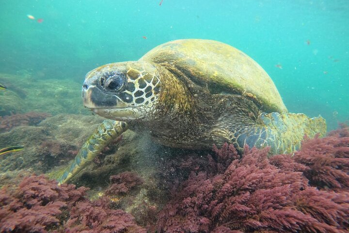 Snorkeling in Cabo Rosa Tunnels Isabela Island