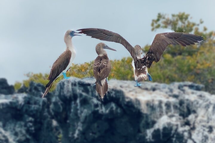 Snorkeling and Fauna Observation at Las Tintoreras Islet