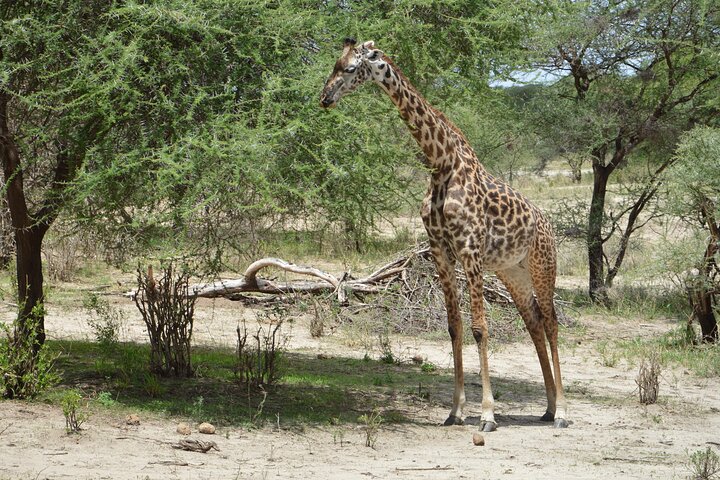 3 Days Serengeti & Ngorongoro Group Camping Safari