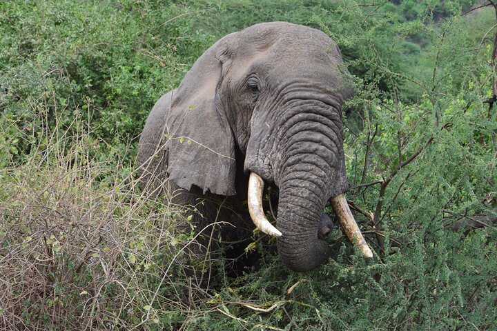 3 Days Serengeti & Ngorongoro Group Camping Safari