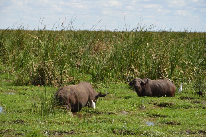 3 Days Serengeti & Ngorongoro Group Camping Safari
