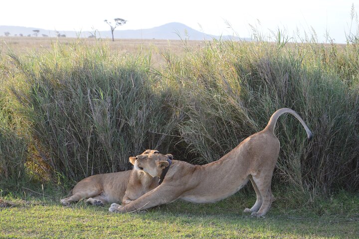 3 Days Serengeti & Ngorongoro Group Camping Safari
