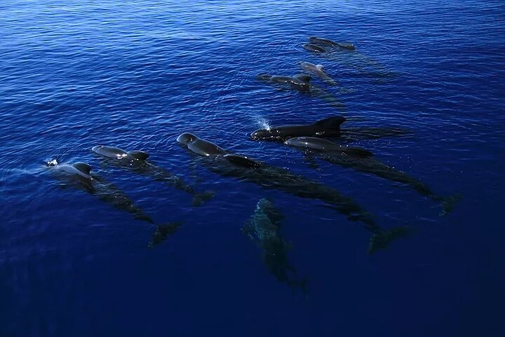 Kona Snorkel Tour: Captain Cook Reef Snorkel, Dolphin & Sea Caves