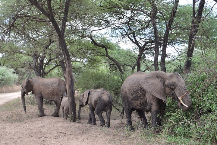 4 Days Group Camping Safari