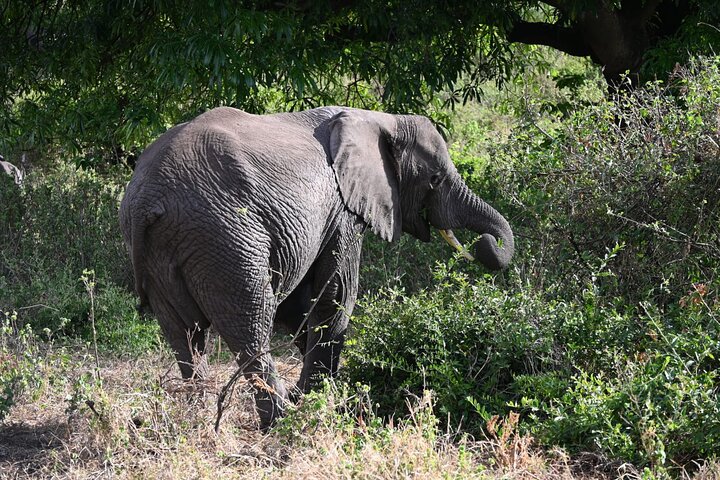 5 Days Group Camping Safari