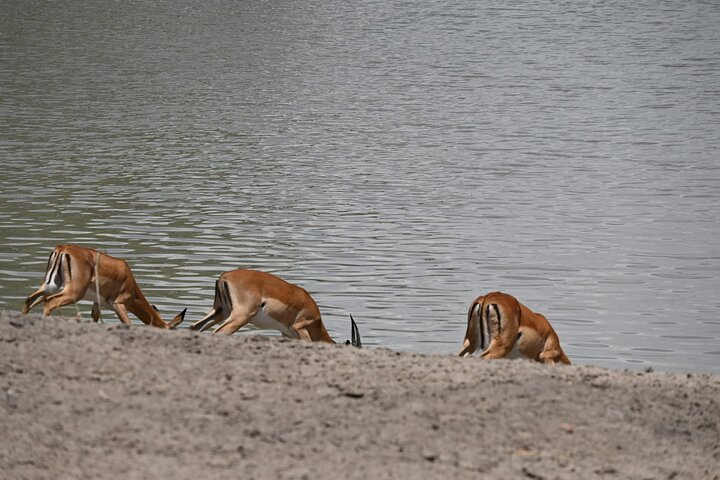 5 Days Group Camping Safari